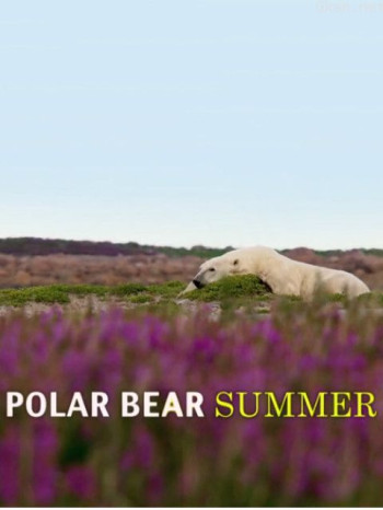 北极熊之夏