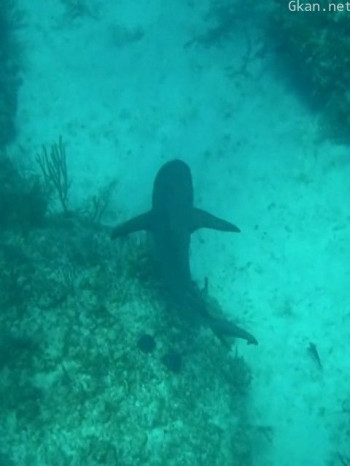 探险加勒比海-与鲨共游