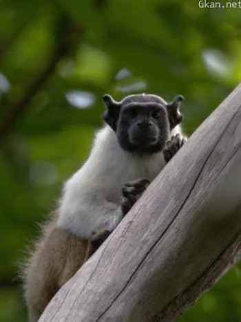 伟大的亚马逊：猴谜