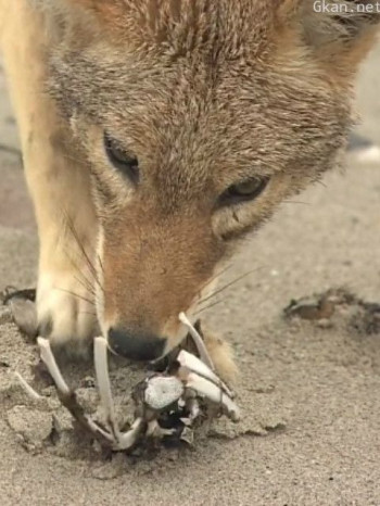 荒野之谜 第五季