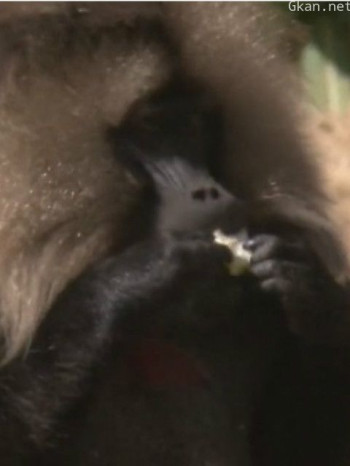 荒野之谜 第四季