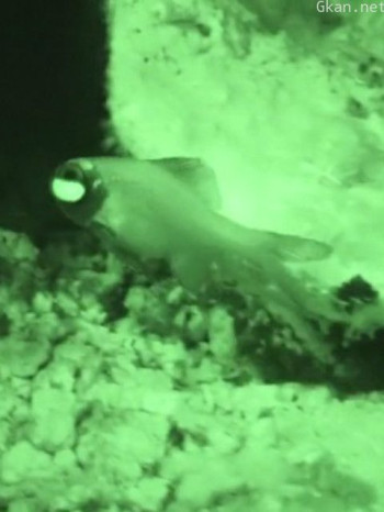 自然奇境 第五季