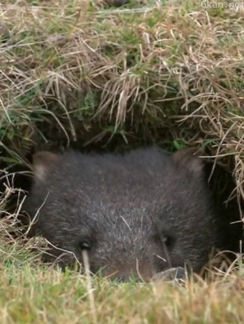 自然奇境 第十季