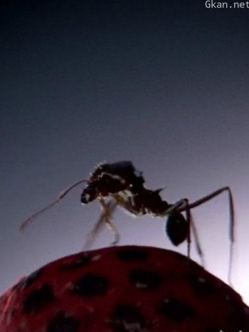 蚂蚁国大自然的秘密强邦