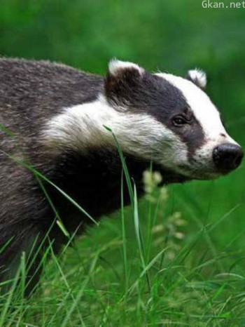 自然世界:狗獾——毁坏大师