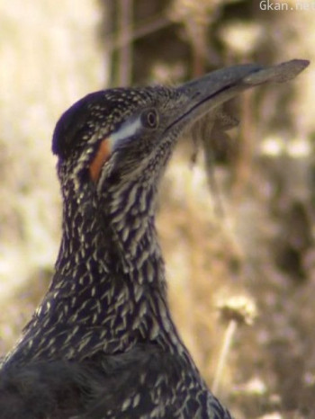 荒野之谜 第六季