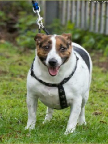 肥宠年度减肥大赛