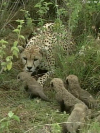 荒野之谜 第三季