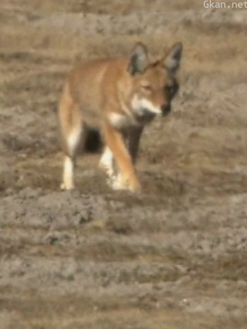 捕鼠高手的乐土埃塞俄比亚狼