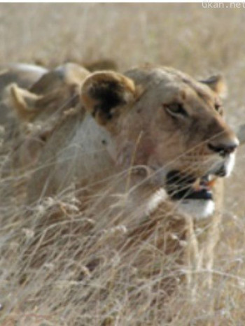 热带大草原上的生活大型猫科动物