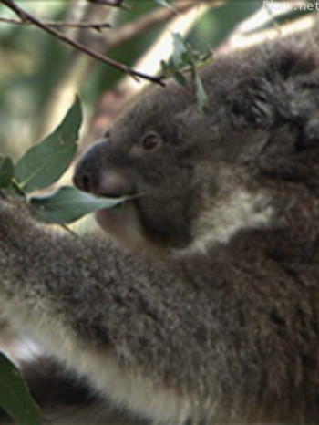 野生动物:无与伦比的有袋动物-树袋熊