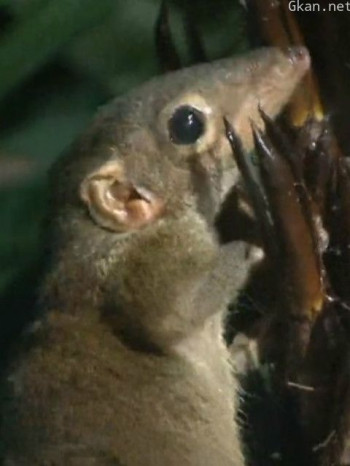 自然奇境 第八季