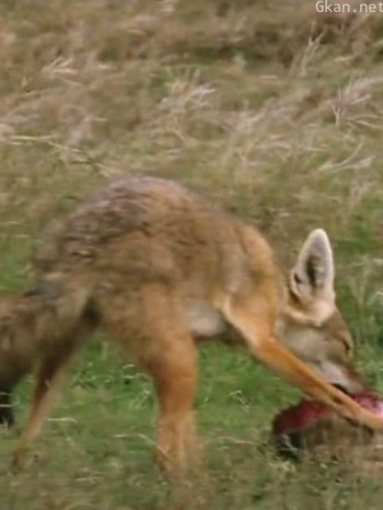 荒野之谜 第二季