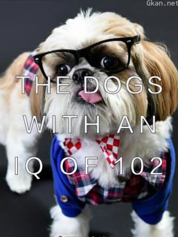 智商102的狗狗