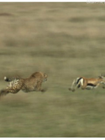 猎物VS猎手塞伦盖蒂平原上的生存之战