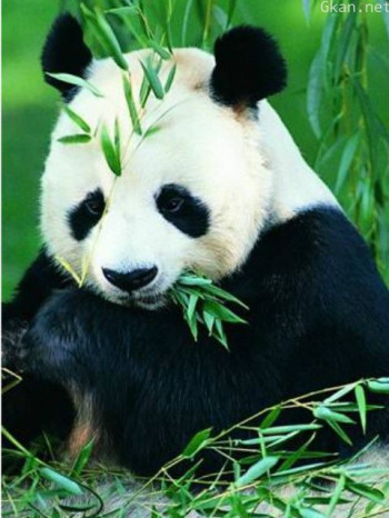 自然世界:拯救大熊猫