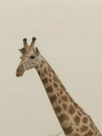 自然奇境 第四季