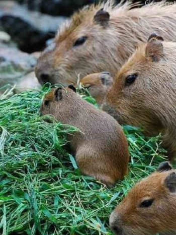 伊维拉湿地水豚
