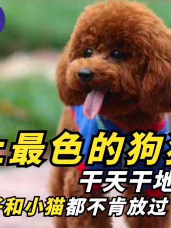 宠物大揭秘:科普宠物各种奇葩事