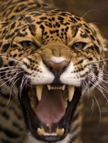 小小世界动物精彩解说