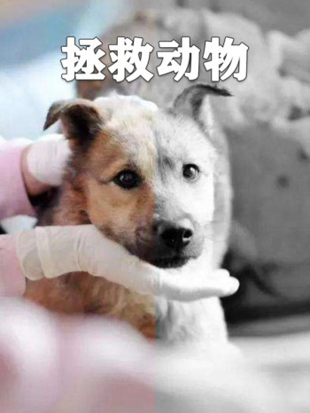 动物救助，动物救援，拯救动物