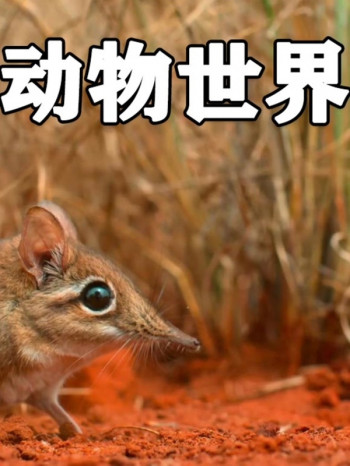 动物世界，动野生动物，动物，大自然