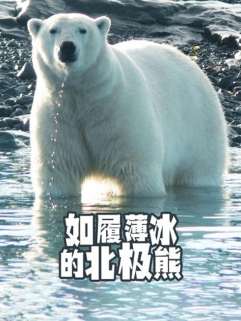 如履薄冰的北极熊