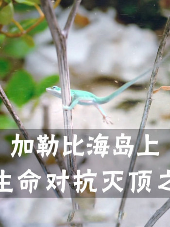 优质纪录片推荐，让你更加了解这个世界