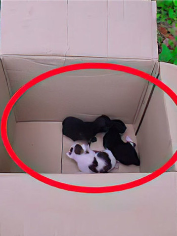 看动物故事,品百味人生!