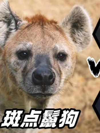 动物世界记录片