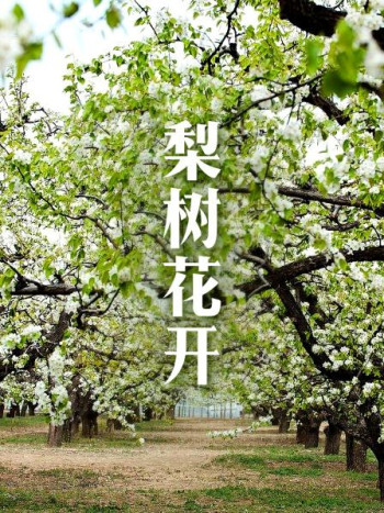 梨树花开