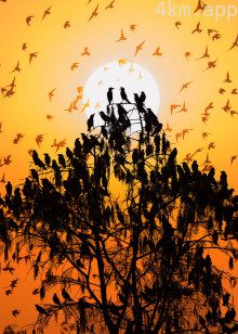 里坡村：万鸟归巢万鸟出巢