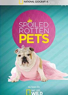 爱宠生活大揭秘