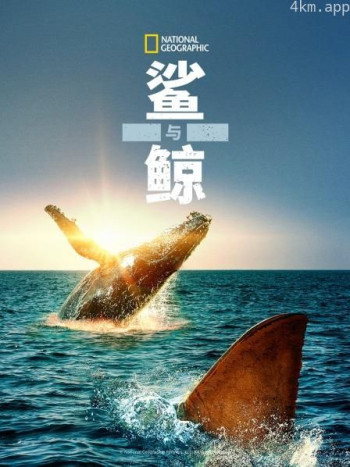 鲨与鲸