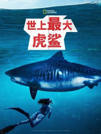 世上最大虎鲨