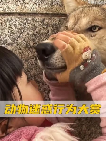 动物迷惑行为大赏