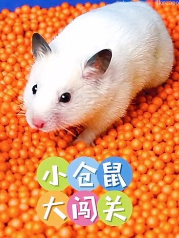 小仓鼠大闯关