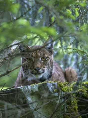 回归自然的猞猁