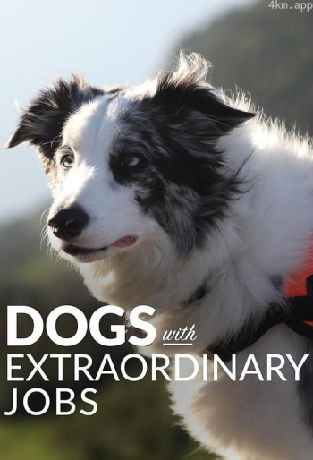 狗狗的非凡工作 第一季