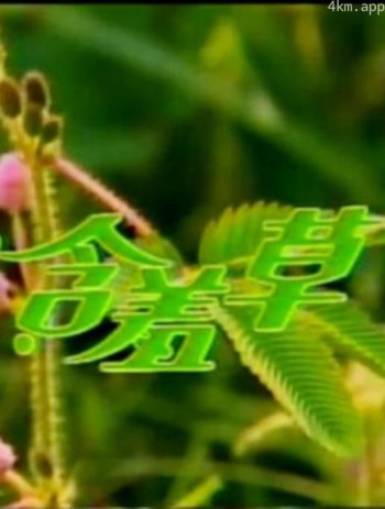 含羞草