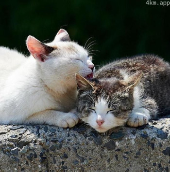 超能猫咪 第一季