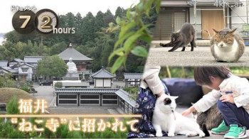 ドキュメント72時間：福井 “ねこ寺”に招かれて