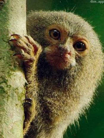 解密亚马逊丛林