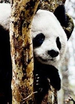 中国珍稀动物保护