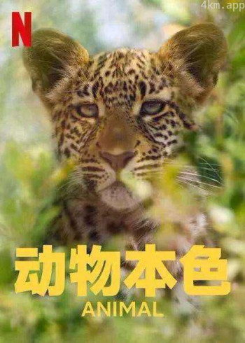 动物本色 第二季