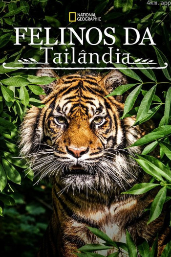 泰国野生猫科