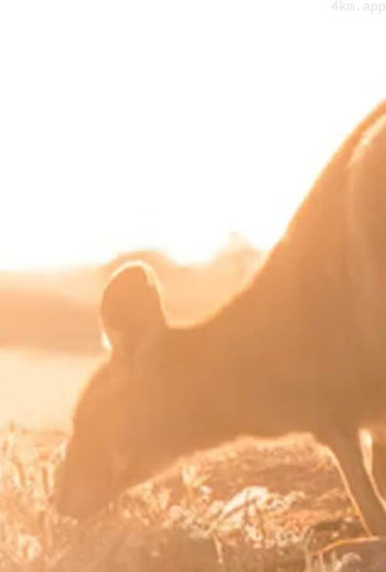 大自然的教室：澳大利亚内陆探险