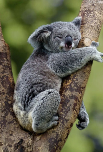 荒蛮之地：澳大利亚