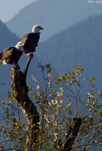 城市上空的秃鹰