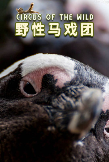 野性马戏团普通话版